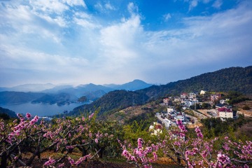 千岛湖青溪村的桃花