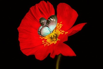 蝶恋花
