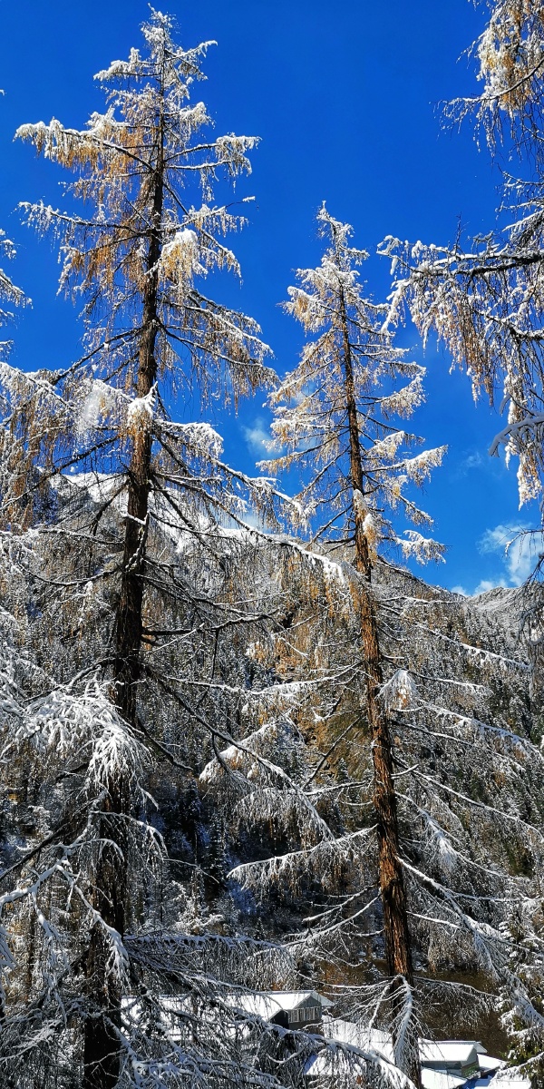 雪松- 雪域之光 - 图虫