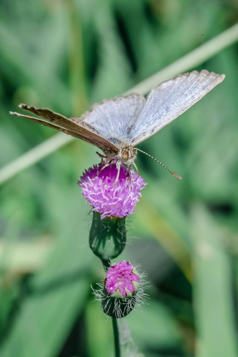 广州蝴蝶昆虫微距摄影