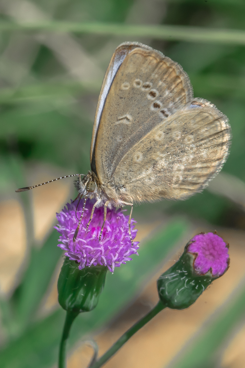 广州蝴蝶昆虫微距摄影