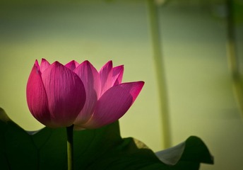 _IGP2418