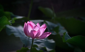 _IGP2420