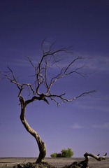 _IGP299701.jpg