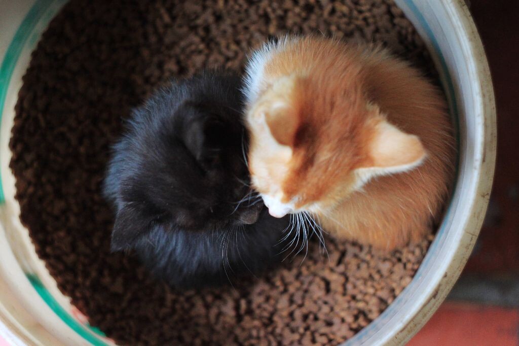 两小无猜的两只萌物是我的娃！