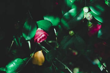 210806