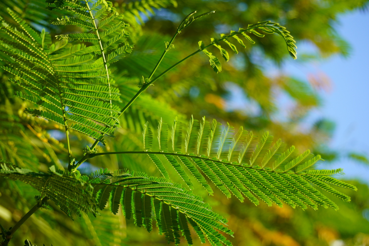 凤凰木的叶子看起来特温柔
