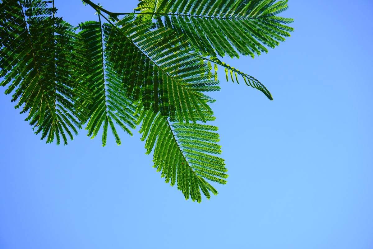 凤凰木的叶子看起来特温柔