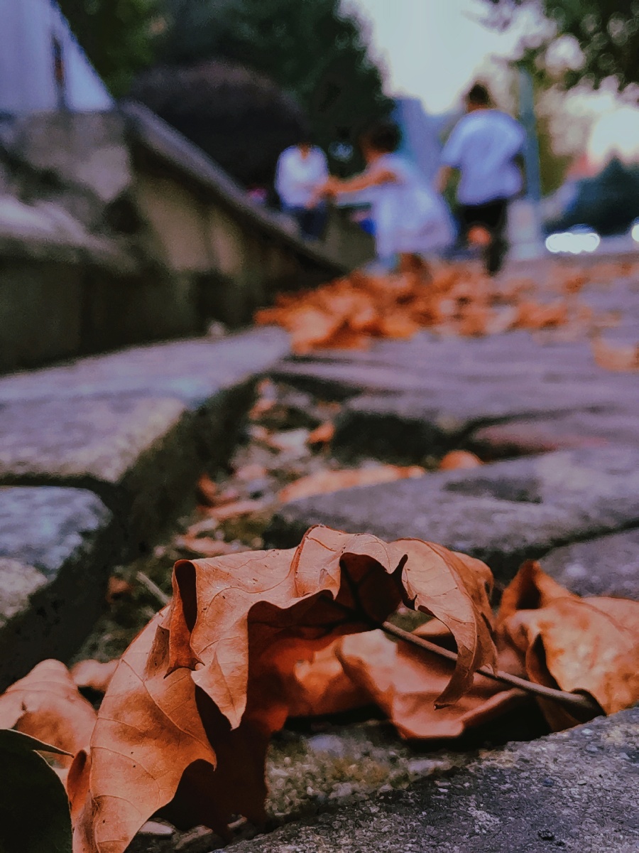 枯落的树叶凄凉的晚风它来了
