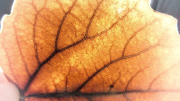 IMG_1072M.jpg