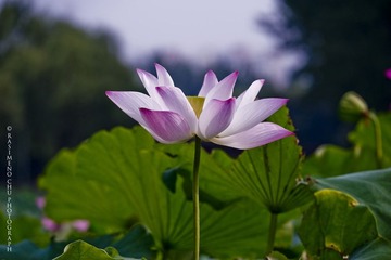 CHU_2339
