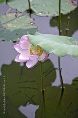 CHU_2402