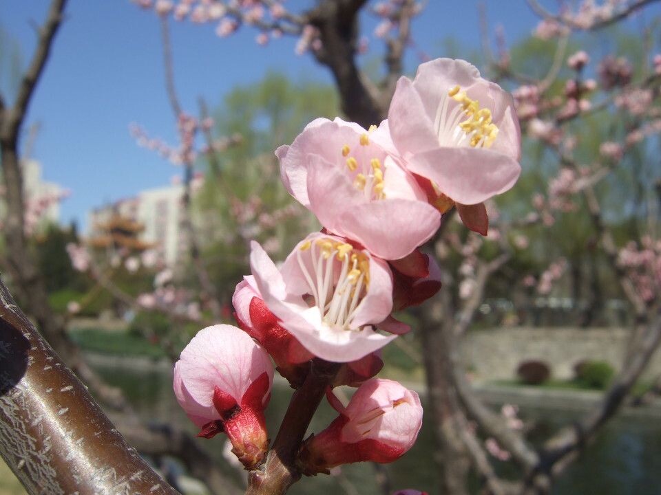 桃花1<br />
元大都遗址公园