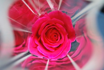 玫瑰花