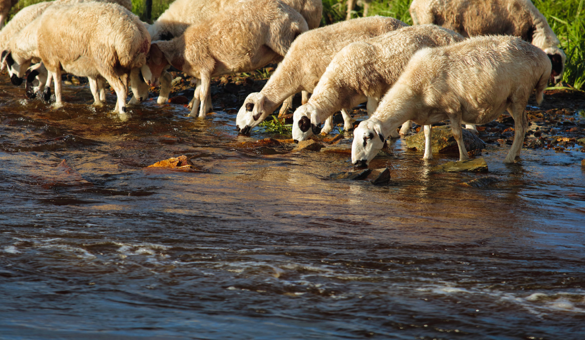 喝水的羊群