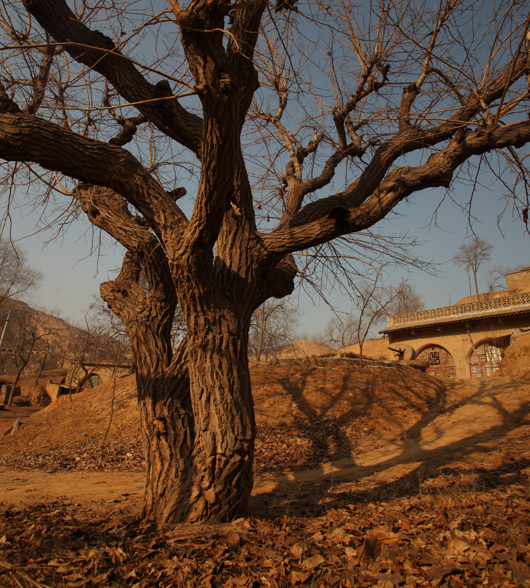 村中最古老的那棵树