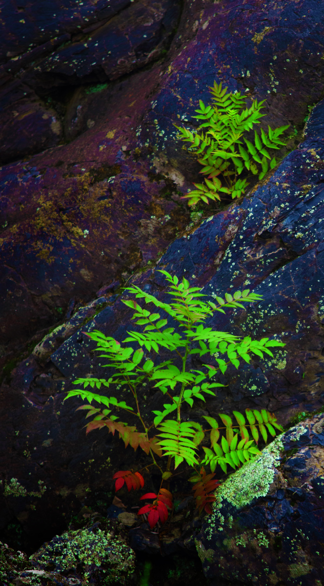 小品一枚岩石缝里的蕨类植物