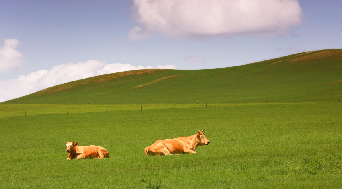 草原,两头悠闲的牛