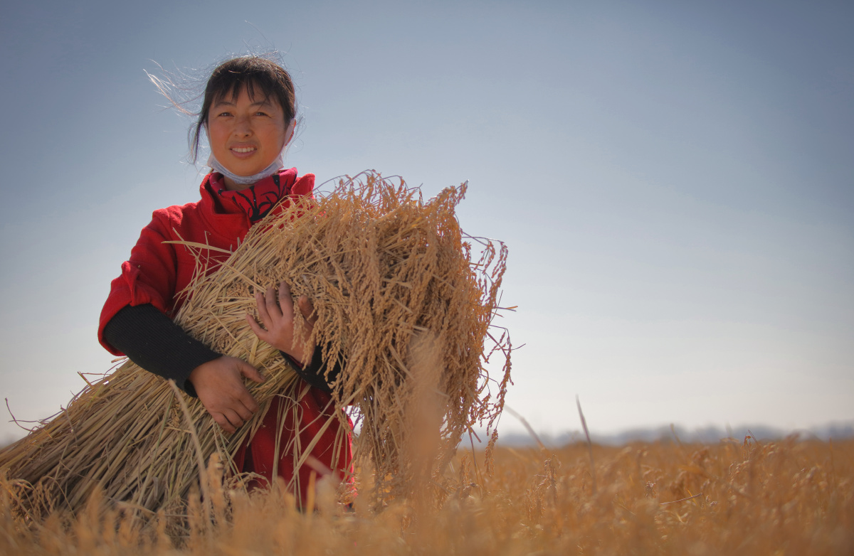 秋收最美丽的女人像
