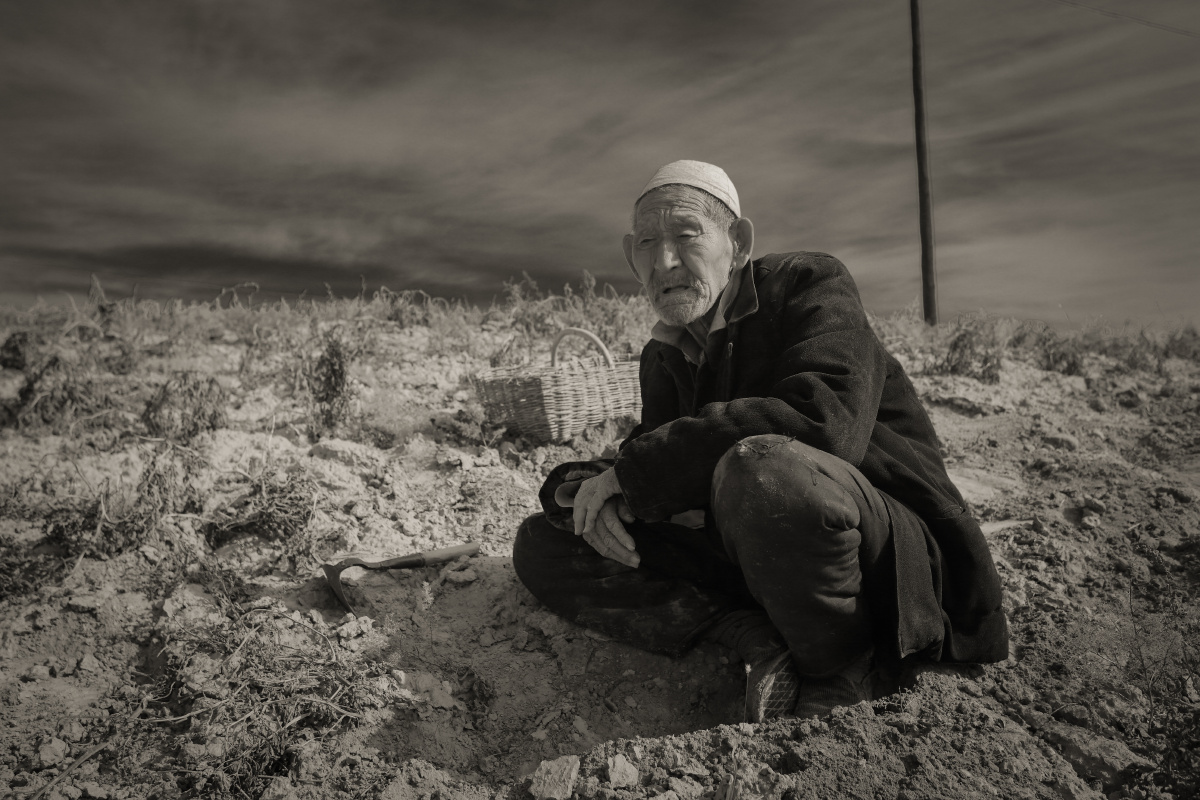趴在地理刨洋芋的老汉,深秋,已经换上棉衣的老汉趴在干旱贫瘠的黄土地