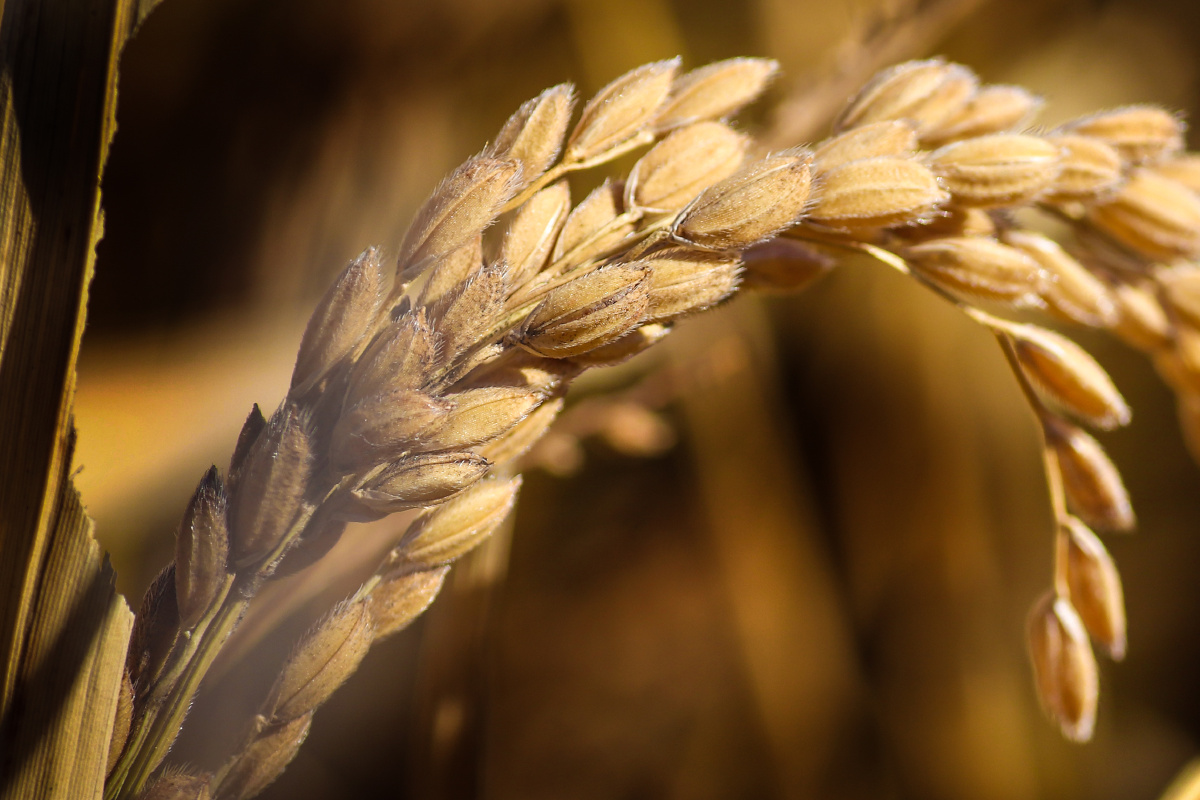 一株饱满的稻穗