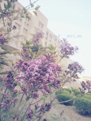 花语