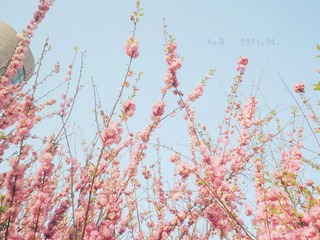 花语