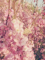 花语