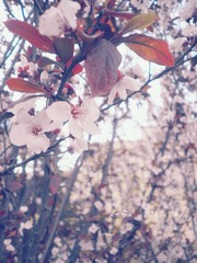 花语---梨花