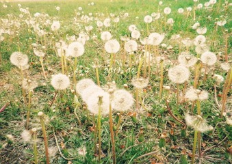 花语---蒲公英