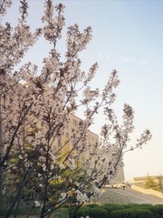 花语---梨花