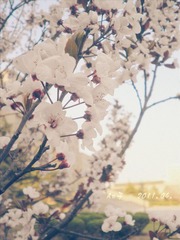 花语