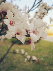 花语..