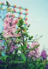 IMG_2935_