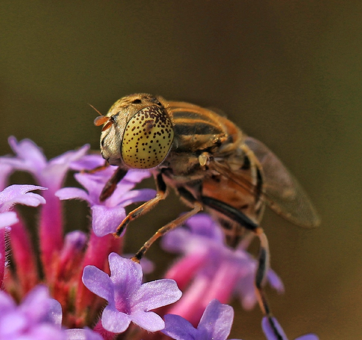蜜蜂&苍蝇 - 沙鸥321987 - 图虫