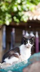 孤独得猫咪
