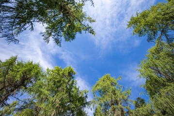 ！天空树林 (2)