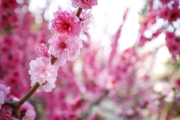 榆叶梅 (22)