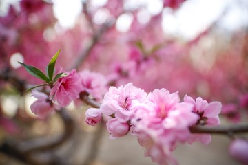 榆叶梅 (19)