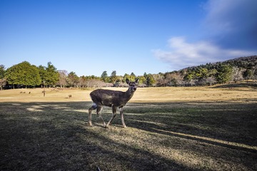 ！小鹿与奈良公园 (13)