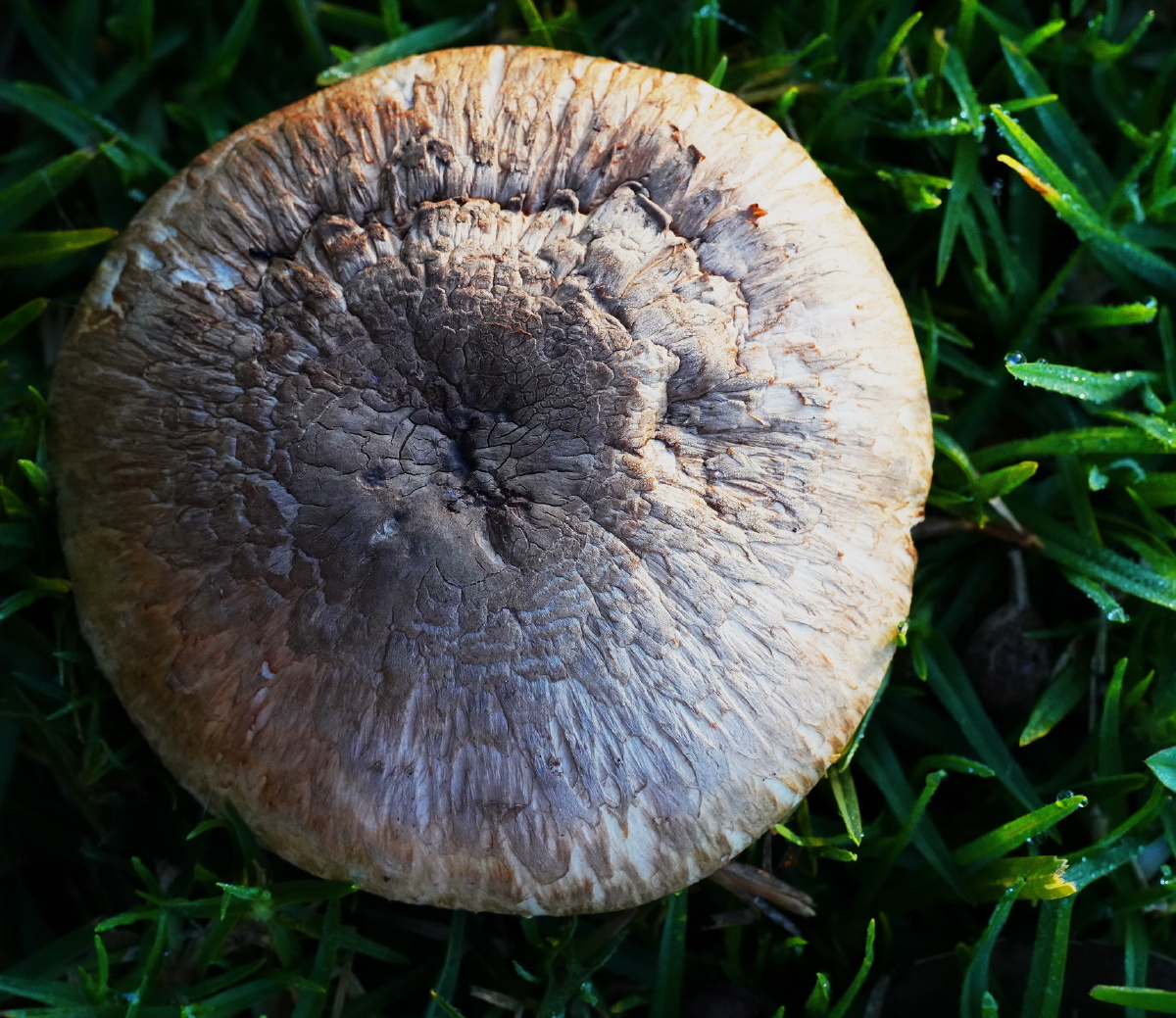 微观生态静如春