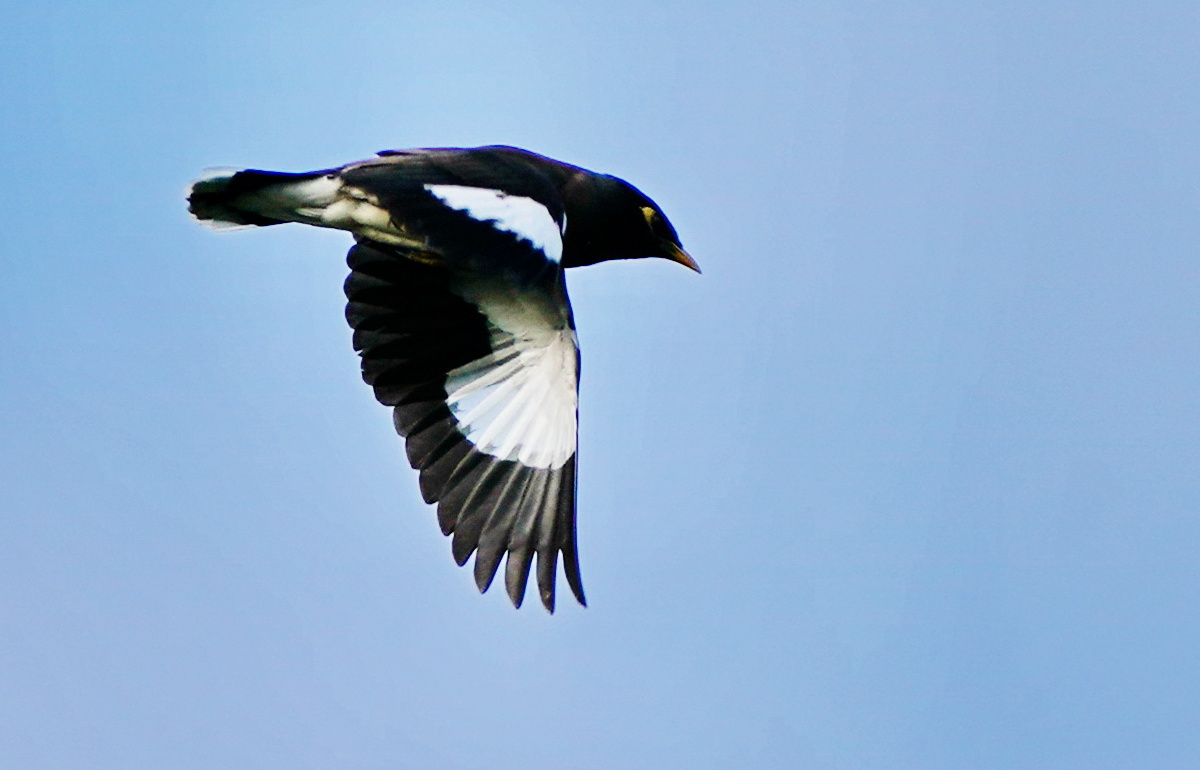 风雨过后鸟飞花开