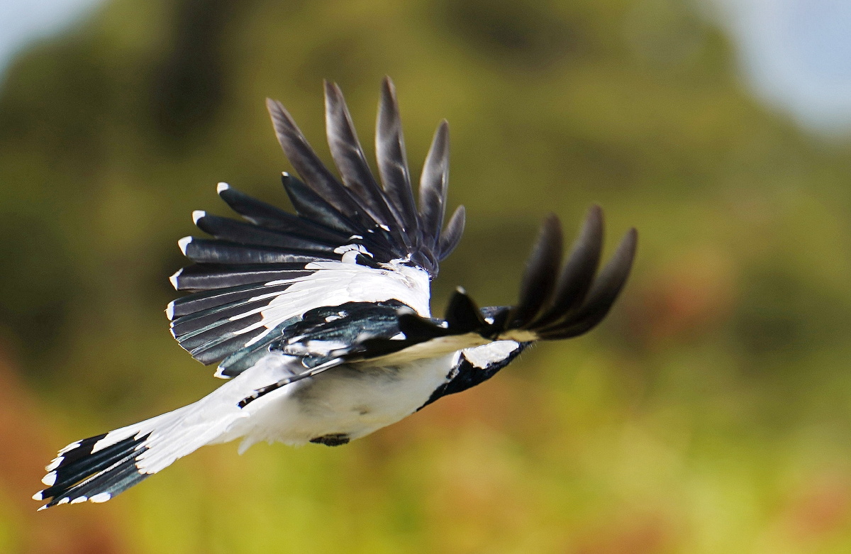生态中的自由鸟