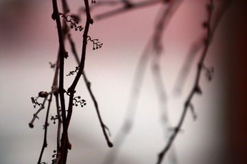 IMG_7808