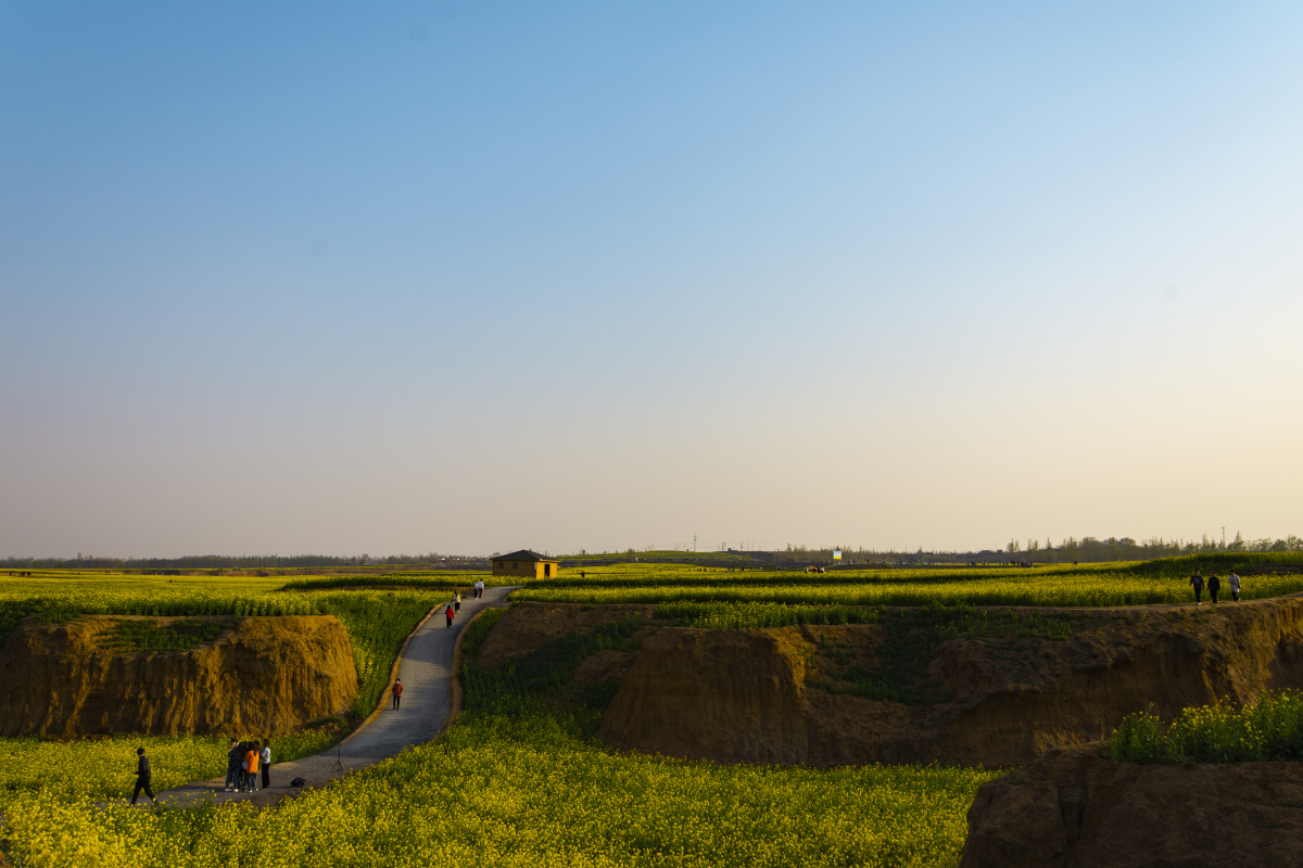 河北邢台金沙河的红薯岭的万亩油菜花
