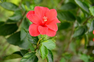 DSC_0054.JPG