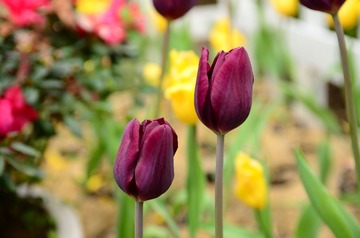 DSC_0058.JPG