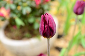 DSC_0059.JPG