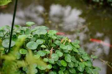 DSC_0064.JPG