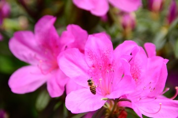 DSC_0071.JPG
